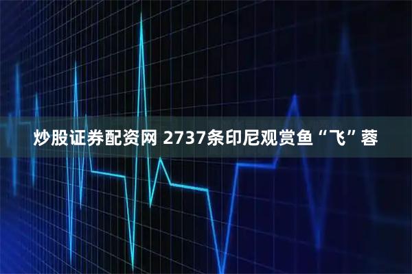 炒股证券配资网 2737条印尼观赏鱼“飞”蓉